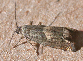 Ragweed Borer